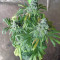 Holy Grail Kush fem cannabis seeds for sale