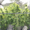 Venta de G13 Haze (Barney's Farm) | Semillas de marihuana feminizadas