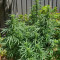 Z Seeds For Sale