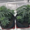 Vente de graines de cannabis Z Gorilla (Original Sensible Seeds)