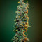 Purple Punch Seeds - Cannabis Strain Seeds for Sale