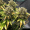 Stardawg auto fem: seeds for sale, strain information and customer reviews