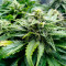 Venta de Kush 'N' Cookies CBD (Garden of Green Seeds) | Semillas de marihuana feminizadas