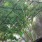 Gelato Seeds - Cannabis Strain Seeds for Sale
