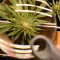 Shogun feminized seeds for sale: information and reviews