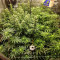 Achetez des graines féminisées Godzilla Original Glue GG#4 par Herbies Seeds