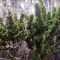 Critical Kush Seeds (Barney's Farm)