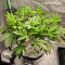 Graines féminisées de Sour Diesel (Barney's Farm)