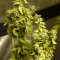 Afghan regular (Spliff Seeds)