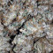 Alien Gorilla feminized seeds (Original Sensible Seeds)