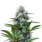 Semi Femminizzati Astro Lemonade F1 (Royal Queen Seeds)