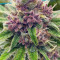 Semillas feminizadas de Black Cherry Punch (Pyramid Seeds)