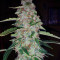 Blueberry Glue Auto (Glueberry Auto) feminized seeds