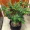 Bruce Banner #3 (BlimBurn Seeds)