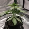 Do-Si-Dos Auto Seeds (Royal Queen Seeds)