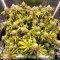Double Cream feminized seeds