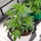 Fugue State Auto (Mephisto Genetics)