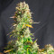 Hindu Kush Autoflower (Herbies Seeds)