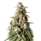 Hybrid X feminized seeds
