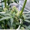 Kyle’s Skywalker OG Seeds