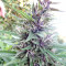 Graines de cannabis Malawi x PCK Regular (Ace Seeds)