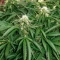 Mango Bubble Cloud feminized seeds