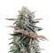 Graines féminisées de Mendo Frost Auto (Fast Buds)