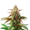 Nikki & Swami’s Maracuya Seeds
