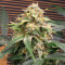 Graines féminisées d’Original Big Bud Auto (Fast Buds)