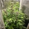 Graines féminisées de Purple Lemonade Poison Autoflower (Seedkeepers)