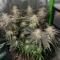 Purple Queen Seeds (Royal Queen Seeds)