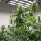 Sativa Dream Seeds
