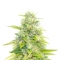 Skywalker Auto feminized seeds
