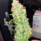 Strawberry Cake feminized seeds