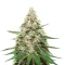 Semi Femminizzati Super Lemon Haze (GHS)