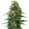 Semi femminizzati Super Silver Haze CBD