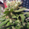 Graines de cannabis Three Blue Kings (Humboldt Seeds Organization)