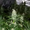 Wombat feminized seeds