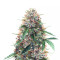 Graines de cannabis Z (Blackskull Seeds)