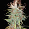 Graines de cannabis THC Bomb Regular (Bomb Seeds)