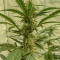 Sementes Feminizadas de Watermelon Z Auto (Barney's Farm)