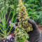 Wedding Cake Autoflower Feminized Seeds (EGS)