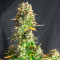 Hindu Kush Auto