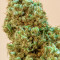 Semi Princess Haze Regular