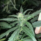 Graines de cannabis Amphetamine Auto (Cream of the Crop Seeds)
