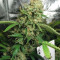 Graines de cannabis Special Queen #1 (RQS)