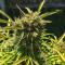 Auto Somango feminized seeds