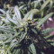 Californian Orange (Dutch Passion)