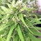 Congo x Kali China Seeds