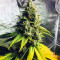 Fuel OG (Ripper Seeds)